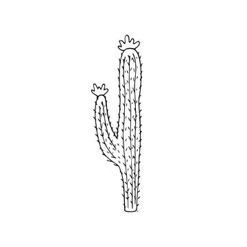 Hand drawn cactus illustration. Vector Illustration. cacti with flowers. isol Stock Illustration