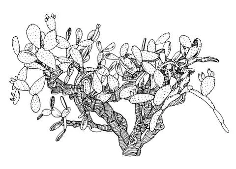 Hand drawn cactus. Vector. Ilustración de archivo