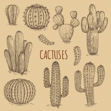 Hand drawn cactuses vintage vector of collection Ilustración de archivo