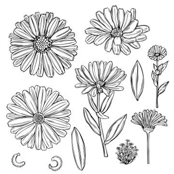 Hand drawn calendula. Stock Illustration
