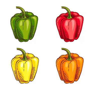 Hand drawn capsicum color vector illustration Stock-Illustration