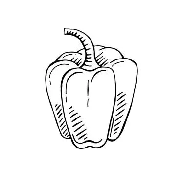 Hand drawn capsicum vector illustration Stock Illustration