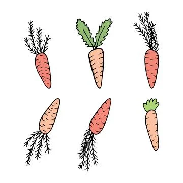 Hand drawn carrot doodle for summer and spring design Stock Illustration