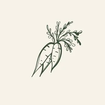Hand Drawn Carrots Vector Illustration, Farm Vegetable Line Art Ilustración de archivo