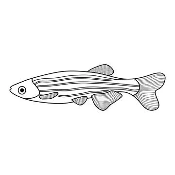 Hand drawn Cartoon Vector illustration zebra fish icon Isolated on White Ba.. Illustrazione stock