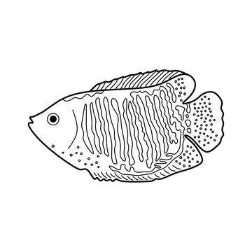 Hand drawn Cartoon Vector illustration dwarf gourami fish icon Isolated on .. Stock Illustration