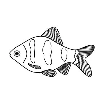 Hand drawn Cartoon Vector illustration black ruby barb fish icon Isolated o.. Illustrazione stock