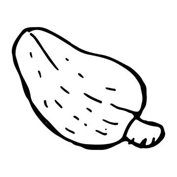 Hand drawn cashew fruit isolated in vintage linear Stock Illustration