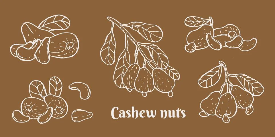 Hand drawn cashew nut set. Vector illustration on brown background. Stock Illustration