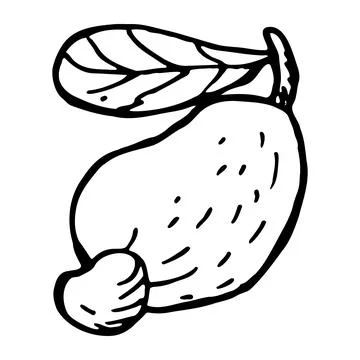 Hand drawn cashew nut set. Vector illustration on brown background. Stock Illustration