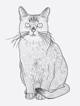 Hand drawn cat Stock Illustration