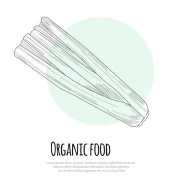 Hand drawn celery over white background Stock Illustration
