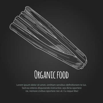 Hand drawn celery over white background Stock Illustration
