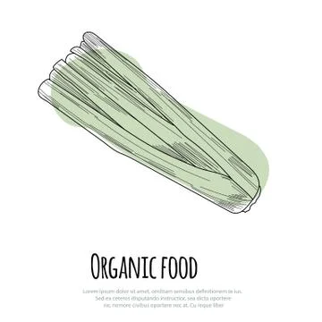 Hand drawn celery over white background Stock Illustration