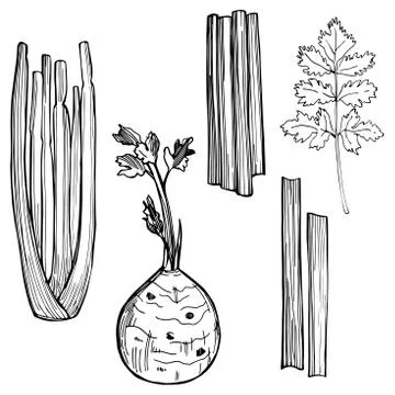 Hand drawn  celery on white background. Stock Illustration