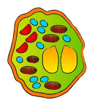 Hand drawn cell Stock Illustration