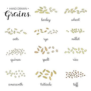 Hand drawn cereal grains set. Stock Illustration
