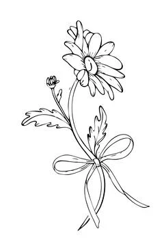 Hand drawn chamomile with Bow. Herb medicinal chamomile. Vector illustration Stock Illustration