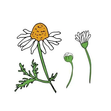 Hand drawn chamomile flower Stock Illustration