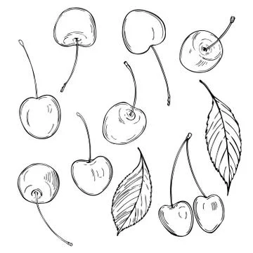 Hand drawn cherry. Vector   illustration. Stock Illustration