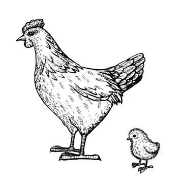 Hand-drawn chicken and chicken on a white background Stock Illustration