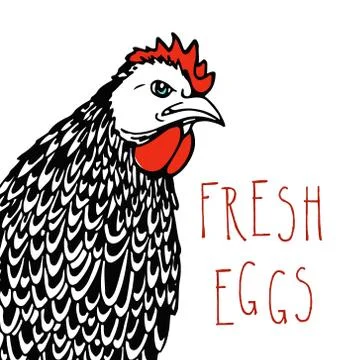 Hand drawn chicken Stock Illustration