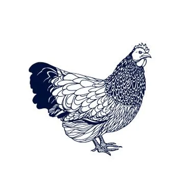 Hand drawn chicken Stock Illustration
