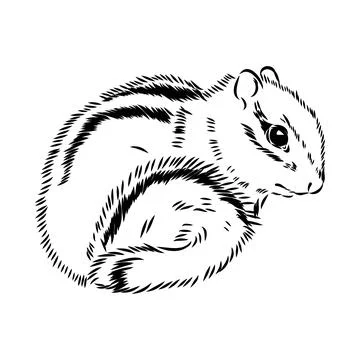 Hand drawn chipmunk. Black and white vector illustration in retro style Stock Illustration