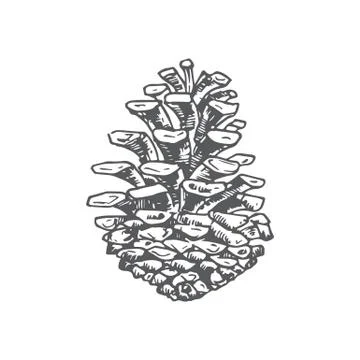 Hand Drawn Christmas Pine Strobile Vector Illustration. Abstract Rustic Sketch Illustrazione stock
