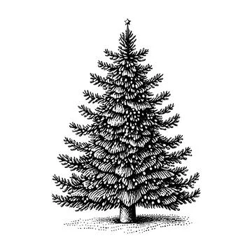 Hand drawn of christmas tree. Stock Illustration