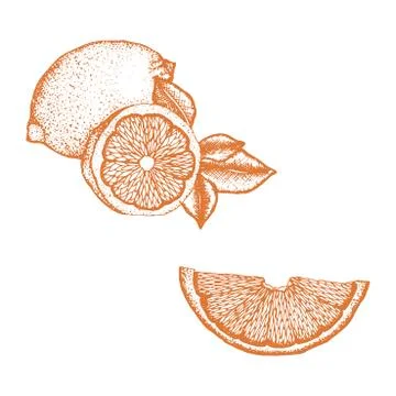 Hand drawn citrus vector illustration Stock Illustration