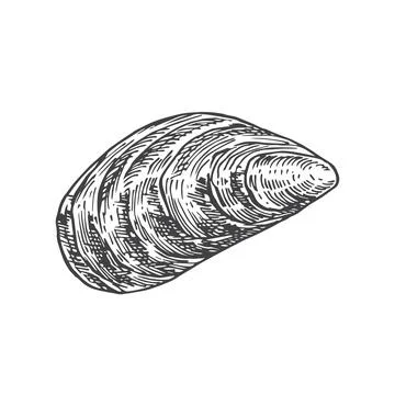 Hand Drawn Closed Mussel Shell Vector Illustration. Abstract Seafood Sketch 스톡 일러스트
