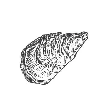 Hand Drawn Closed Oyster Shell Vector Illustration. Abstract Seafood Sketch 스톡 일러스트