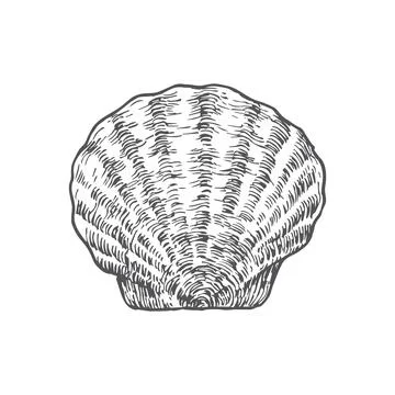 Hand Drawn Closed Scallop Shell Vector Illustration. Abstract Seafood Sketch Stock Illustration