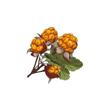 Hand drawn cloudberry branches with leaves and berries, sketch vector Stock Illustration