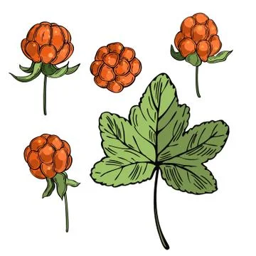 Hand drawn Cloudberry.  Vector sketch illustration Stock Illustration