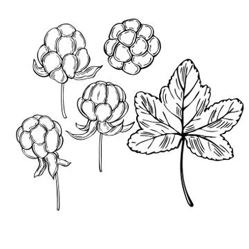 Hand drawn Cloudberry.  Vector sketch illustration Stock Illustration