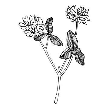 Hand-drawn Clover set. Black on white Stock Illustration