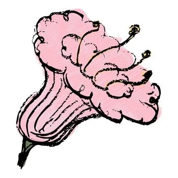 Hand Drawn Cockscomb with Hatched Pastels Stock Illustration