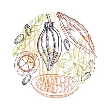 Hand drawn cocoa bean.  Vector sketch illustration Stock Illustration