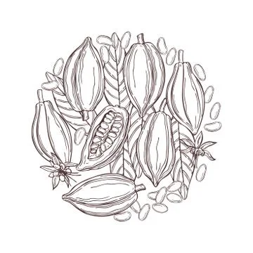 Hand drawn cocoa bean.  Vector sketch illustration Stock Illustration