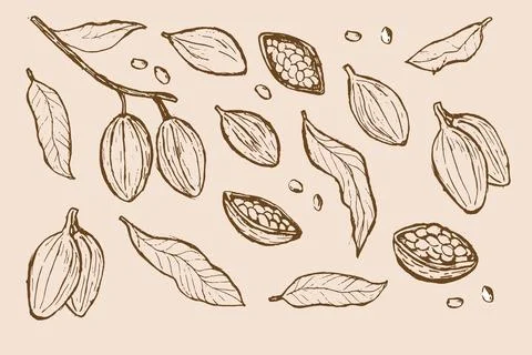 Hand-drawn cocoa beans and leaves sketch set for chocolate designs Stock Illustration