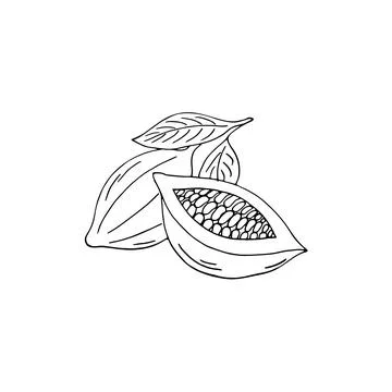 Hand-drawn cocoa fruit Stock Illustration