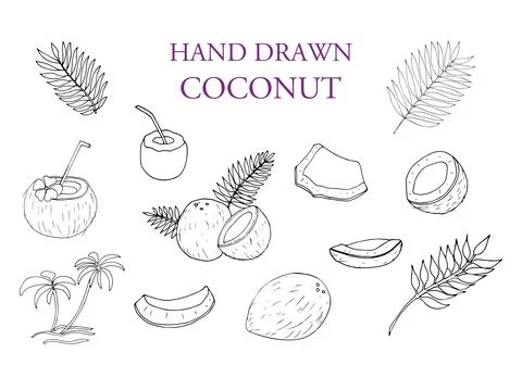 Hand drawn coconut and leaf set Stock Illustration
