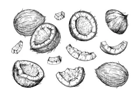 Hand drawn coconut. Half and pieces of coco. Tropical palm tree harvest. Whole Ilustración de archivo