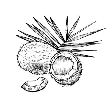 Hand drawn coconut Stock Illustration
