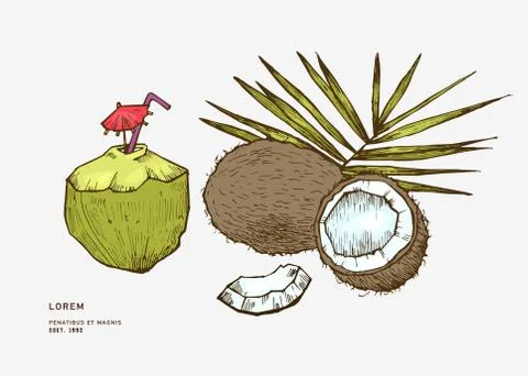 Hand drawn coconut Stock Illustration