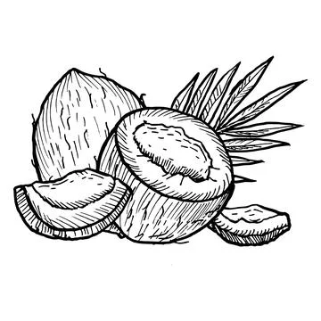 Hand drawn coconut line art drawing with whole fruits, half and pieces, coco Stock Illustration