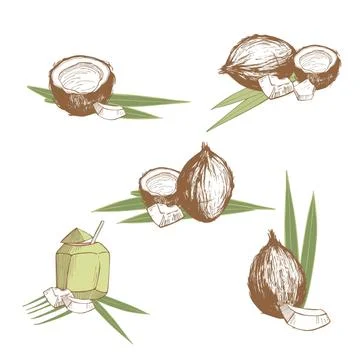 Hand drawn coconuts and palm leaf. Vector sketch  illustration. Stock Illustration