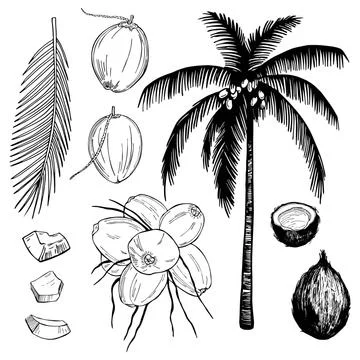 Hand drawn coconuts and palm leaf. Stock Illustration
